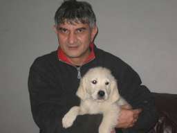 Najlepsi stenci zlatnog retrivera