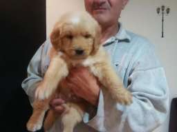 Najlepsi stenci zlatnog retrivera