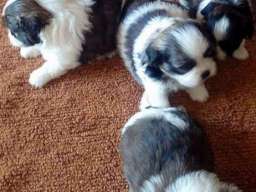 SI-CU trikolor stenci 