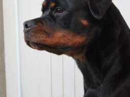 Rotvajler, mlada ženka