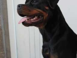 Rotvajler, mlada ženka