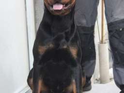 Rotvajler, mlada ženka