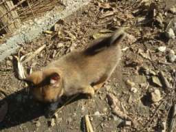 Stenci belgijskog ovcara