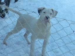 Argentinska doga &scaron;tenci