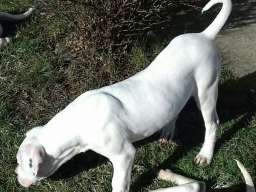 Argentinska doga &scaron;tenci