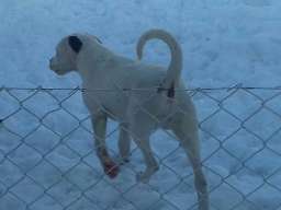 Argentinska doga &scaron;tenci