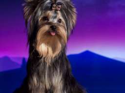 Jork&scaron;irski terijer &scaron;tenci