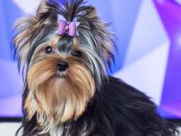 Jork&scaron;irski terijer &scaron;tenci