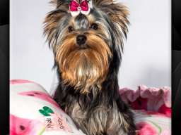 Jork&scaron;irski terijer &scaron;tenci