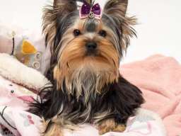 Jork&scaron;irski terijer &scaron;tenci