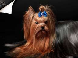 Jork&scaron;irski terijer &scaron;tenci