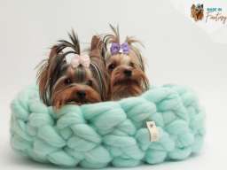 Jork&scaron;irski terijer &scaron;tenci