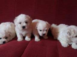 Coton de tulear &scaron;tenci