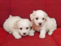 Coton de tulear &scaron;tenci