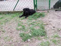 Kane korso &scaron;tenci