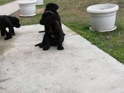 Kane korso &scaron;tenci