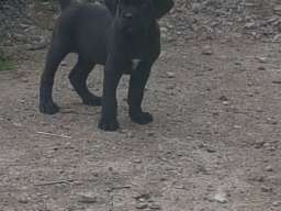 Kane korso &scaron;tenci