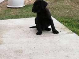 Kane korso &scaron;tenci