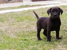 Kane korso &scaron;tenci