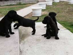 Kane korso &scaron;tenci