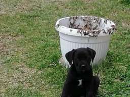 Kane korso &scaron;tenci