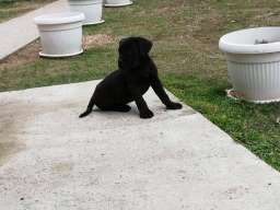 Kane korso &scaron;tenci