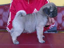 Mops &scaron;tenci 