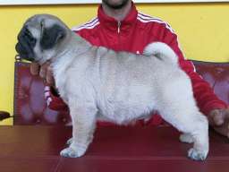Mops &scaron;tenci 