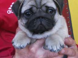 Mops &scaron;tenci 