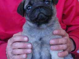 Mops &scaron;tenci 
