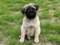 Mops &scaron;tenci 