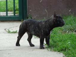 Francuski buldog &scaron;tenci