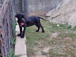 Kane korso &scaron;tenci na prodaju