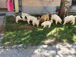 Lagotto Romagnolo &scaron;tenci