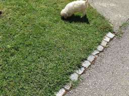 Lagotto Romagnolo &scaron;tenci