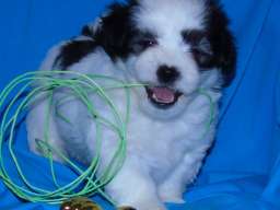 Na prodaju leglo MORKIJA