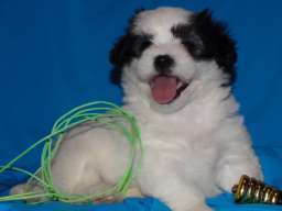 Na prodaju leglo MORKIJA