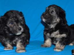 Na prodaju leglo MORKIJA