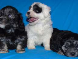 Na prodaju leglo MORKIJA