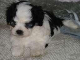 Na prodaju leglo MORKIJA