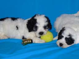 Na prodaju leglo MORKIJA