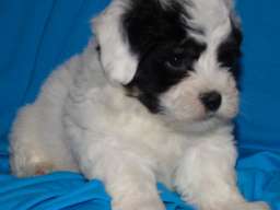 Na prodaju leglo MORKIJA