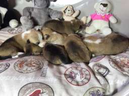 Korgi Pembroke štenci rezevacije