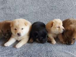 Shiba Inu &Scaron;tenci