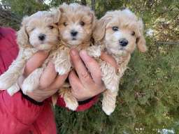 Mini maltipoo