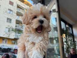 Mini maltipoo