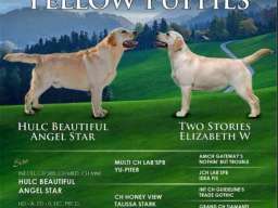 Labrador Retriver vrhunski štenci 