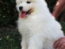 SAMOJEDI &scaron;tenci 