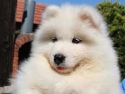 SAMOJEDI &scaron;tenci 