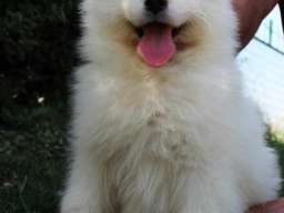 SAMOJEDI &scaron;tenci 